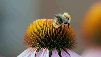 bombo raccoglie polline. vicino su, bombo insetto su echinacea fiore su un' estate giorno. natura e insetti video