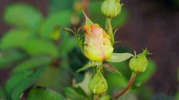 Multicolored variegated rose on a blurred background in a summer garden video