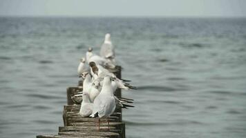 Seagulls hanging around on the seaside. Seascape. Nature video