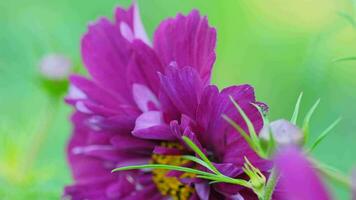 fechar acima, Rosa flor em uma borrado verde fundo. verão e natureza conceito. floricultura e plantar crescendo video