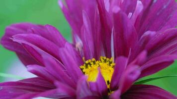 Beautiful summer background, flower close up. Pink Cosmeya Cosmos in the summer garden. Concept nature, summer video