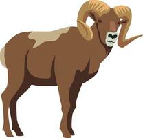 Bighorn sheep in brown color on white background vector