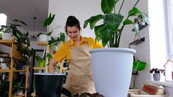 Repotting home plant strelitzia nicolai into new pot big basket, roots came out of pot through the bottom. Woman in an apron caring for a potted plant, strelitzia reginae video