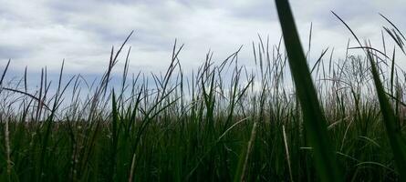 Photo of Grass and Cloudy Sky