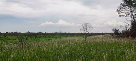 Photo of Grass and Cloudy Sky