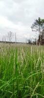 Photo of Grass and Cloudy Sky