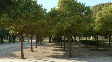 Orange Bäume mit Obst auf das Boden im Stadt Park video