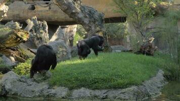 Schimpansen Familie im das Zoo video