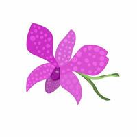 Vector illustration of orchid flower isolated white background