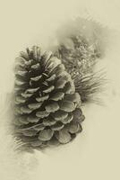 elegante Navidad decoración con nieve conos y verde pino leña menuda, foto