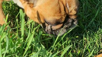 uma lindo castanho fêmea francês buldogue come fresco Relva em uma verde grama. fechar-se. video