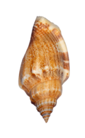 mooi zee schelp geïsoleerd element png