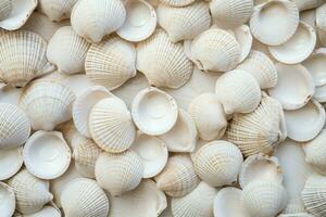 White shellfish pattern sea. Generate Ai photo