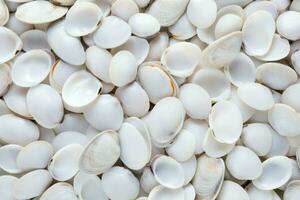 White shellfish snail pattern. Generate Ai photo