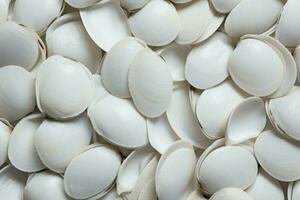 White shellfish spa pattern. Generate Ai photo