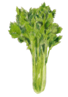 från jord till bord vattenfärg konst färsk vegetabiliska målning i vibrerande färger png