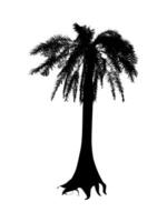 a black and white silhouette of a palm tree vector