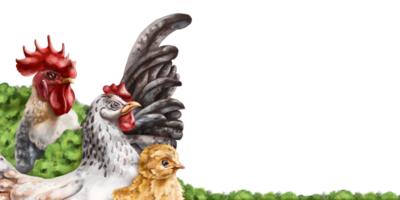 angulaire horizontal frontière avec une composition de poule, coq et poulet. ferme animaux pâturage parmi des buissons. numérique illustration png