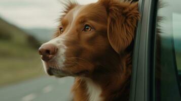 Dog travel by car. Nova Scotia Duck Tolling Retriever enjoying road trip AI Generated photo