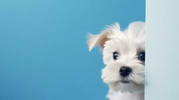 Puppy peeking from behind white wooden frame on blue background AI Generated photo