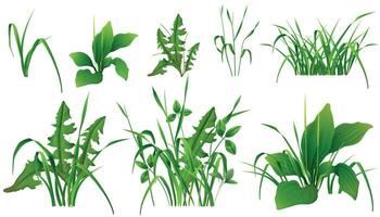 Grass Green Plants Realistic Set vector