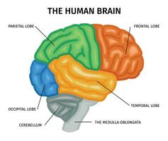 composición de la anatomía del cerebro humano vector