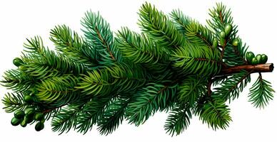 Top view of green fir branch, fir tree with needles isolated on white background - AI generated image photo