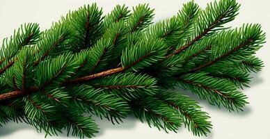 Top view of green fir branch, fir tree with needles isolated on white background - AI generated image photo