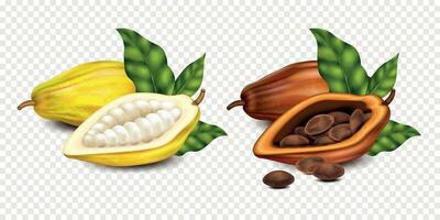 realista cacao composiciones vector