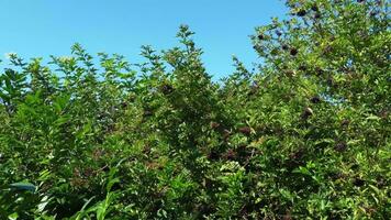 haute angle proche en haut vue de arbre et branches video