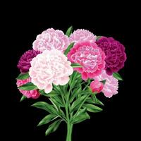 Realistic Peony Bouquet vector