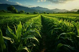 privado granjas maíz filas, vibrante verde coles cobija el fértil campo ai generado foto