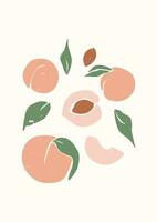 Peaches on a beige background. Abstract boho poster with peach fruit. Botanical wall art print.Mid Century Modern design. vector