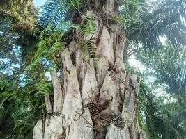 low angle portrait of an oil palm tree trunk photo