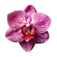 Pink orchid flower with water drops close up isolated on transparent background, generative ai png