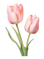 AI Generative bouquet tulips watercolor png