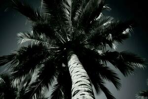 Palm tree night contrast. Generate Ai photo