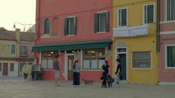 People with dogs talking in the street. Burano, Italy video