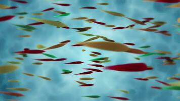 ein Schwarm von bunt tropisch Fisch Schwimmen im ein Türkis Ozean oder Aquarium. diese Unterwasser, Marine Bewegung Hintergrund Animation ist voll hd und Schleife. video