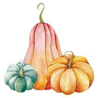 Autumn Thanksgiving Watercolor Pumpkins arrangement on white background. Colorful Pumpkins Watercolor Illustration hand Painted vector