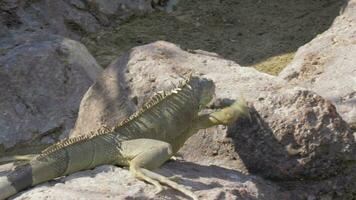 Grün Leguan suchen zum Platz zu Sonnenbaden video