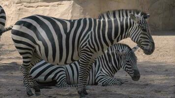zebras às a jardim zoológico 1 animal é grávida video