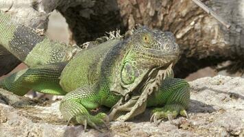 verde iguana deitado dentro a Sol video