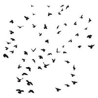 Sketch drawing of a silhouette of a flock of birds flying forward. Takeoff, flying, flight, flutter, hover, soaring, landing vector