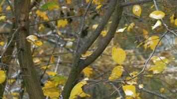 une fermer de arbre branches avec Jaune l'automne feuilles video