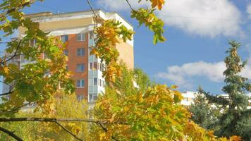 Colorful autumn tree crowns moving in the wind on a bright day video