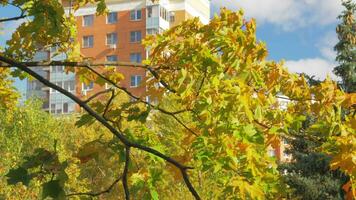 Wohnung Haus und Ahorn Baum im Herbst video