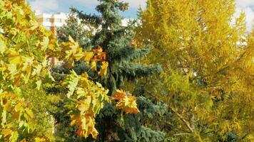 Different trees in autumn video