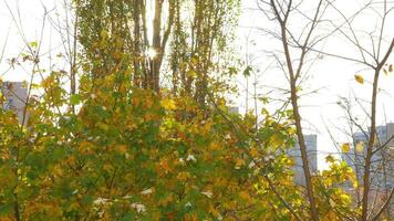 The sun shining through tree branches on a colorful autumn tree crown video