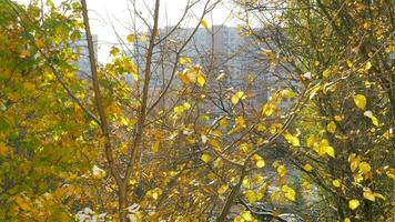 herfst tafereel met droog bladeren vallend naar beneden van de boom video